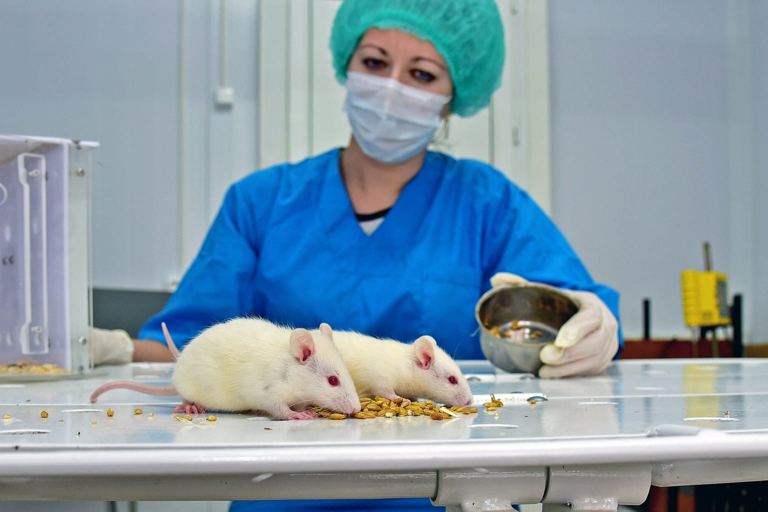 Photo d’illustration : Mice in the laboratory