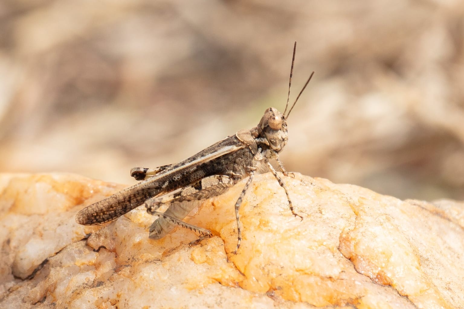 Photo : Langosta del desierto (Schistocerca gregaria), Kimotong, Sudán del Sur, 2024-01-25, DD 39