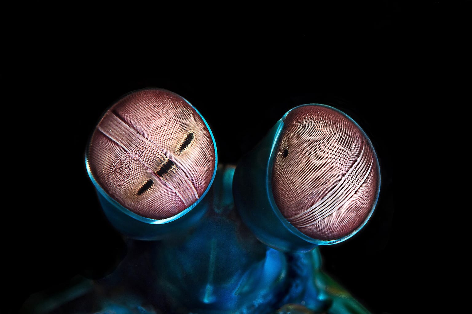 Foto: Odontodactylus scyllarus eyes