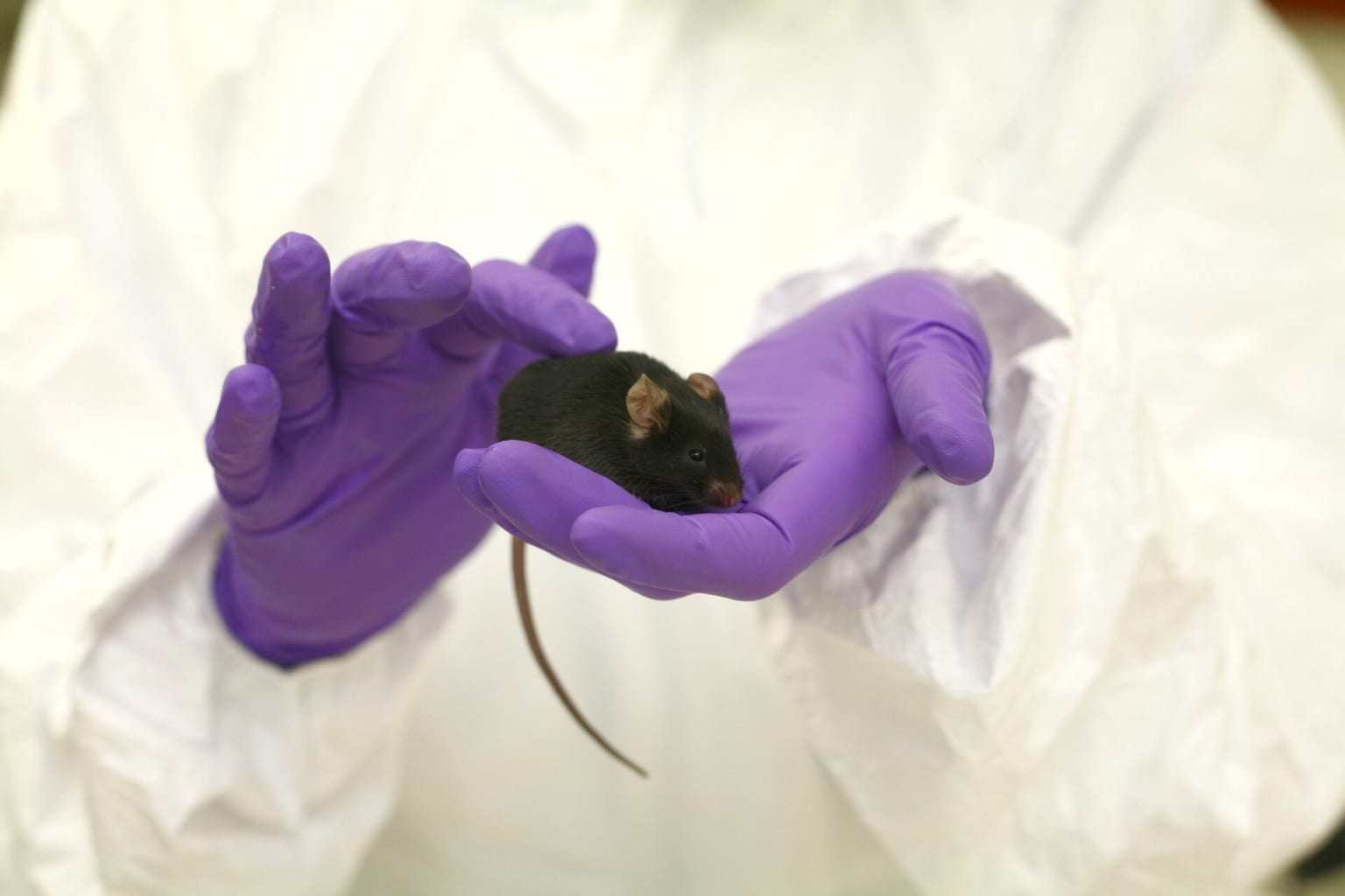 Foto ilustrativa: Black-mouse-in-gloved-hands